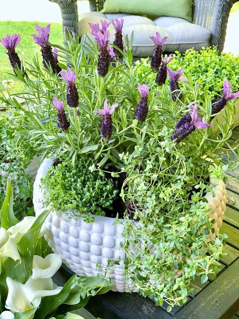Container lavender may need a different nutrition plan Container lavender may need a different nutrition plan