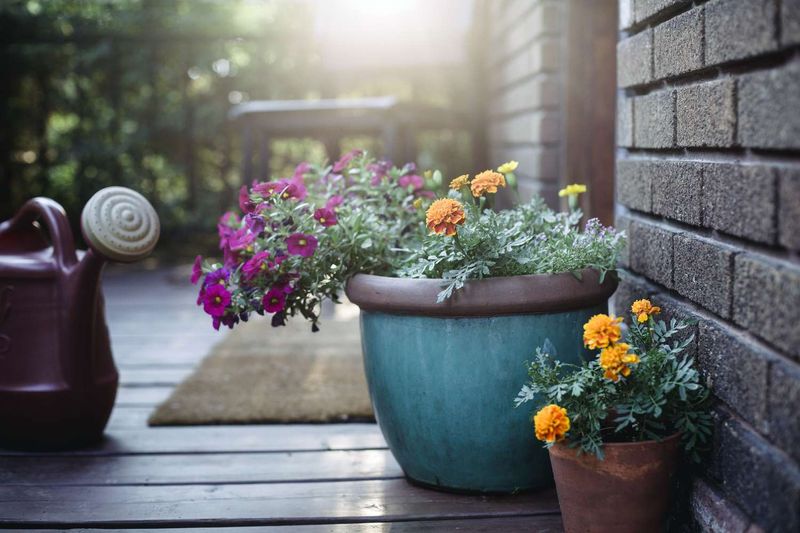 Containers and new plantings may need daytime attention