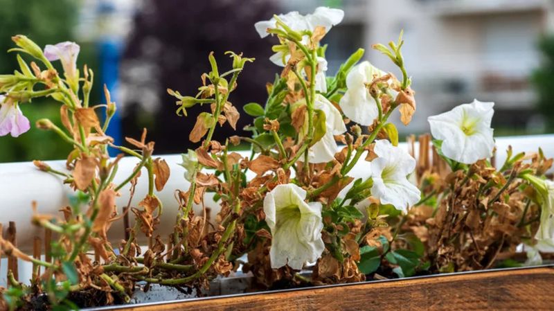 Containers change how quickly petunias lose usable moisture Containers change how quickly petunias lose usable moisture