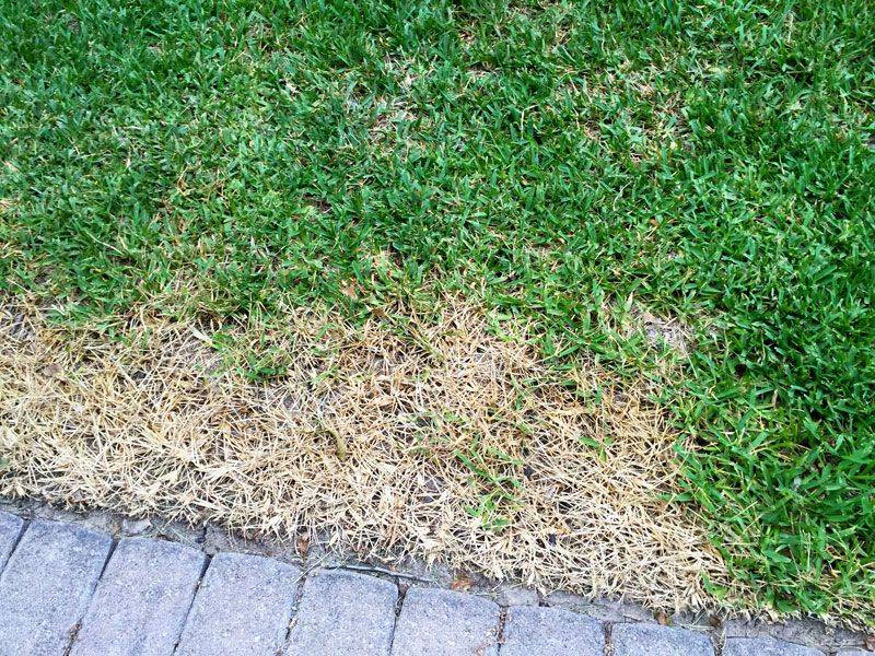 Control active chinch bugs before changing recovery care
