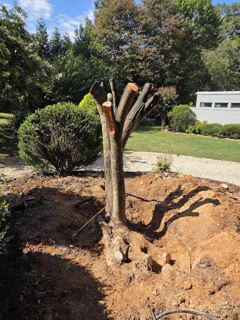 Control the root system instead of making a quick cut