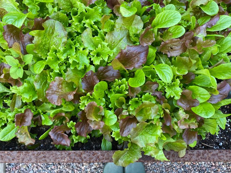 Cool-Season Lettuce and Greens Cool-Season Lettuce and Greens