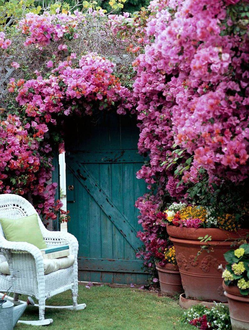 Cool nights may help flowering, but they do not set a California-wide schedule