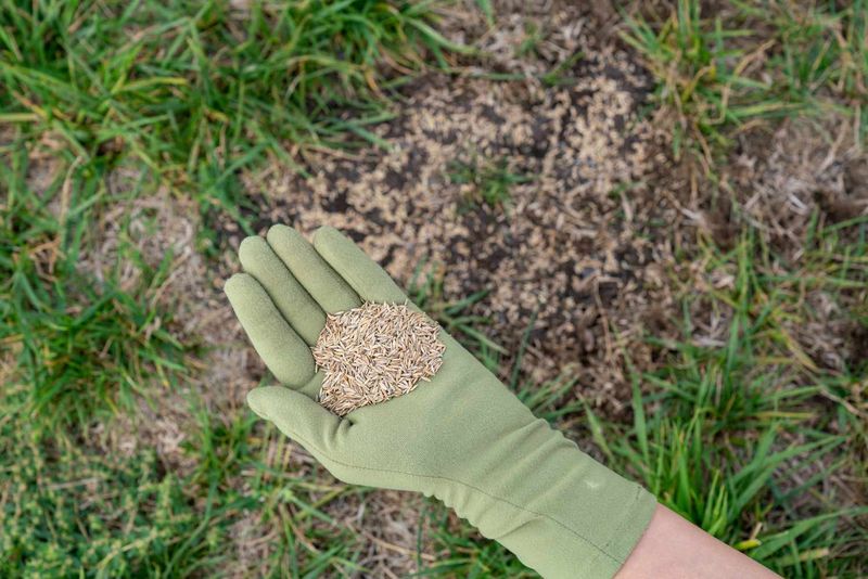 Cool-season lawns can take the fall-seeding route