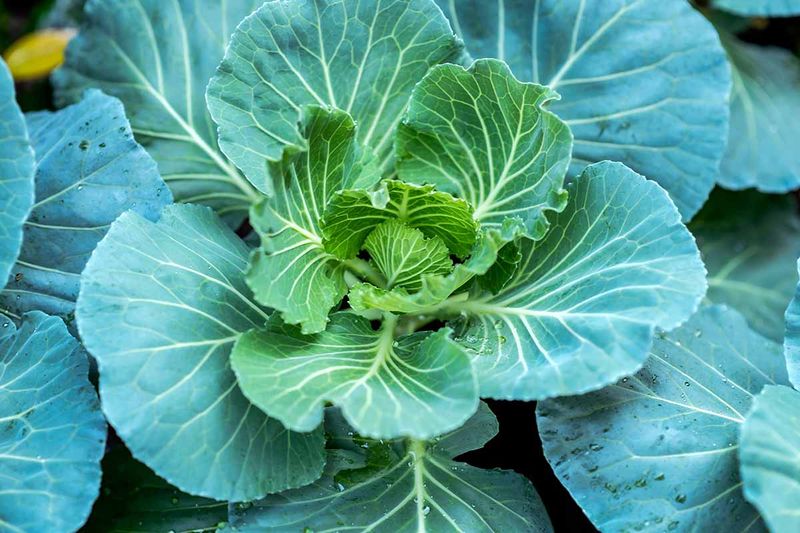 Cool weather has stronger flavor support than ordinary rainfall