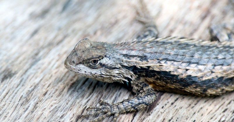 Cooler weather can make lizards harder to spot