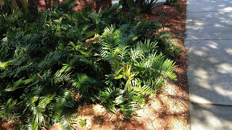 Coontie