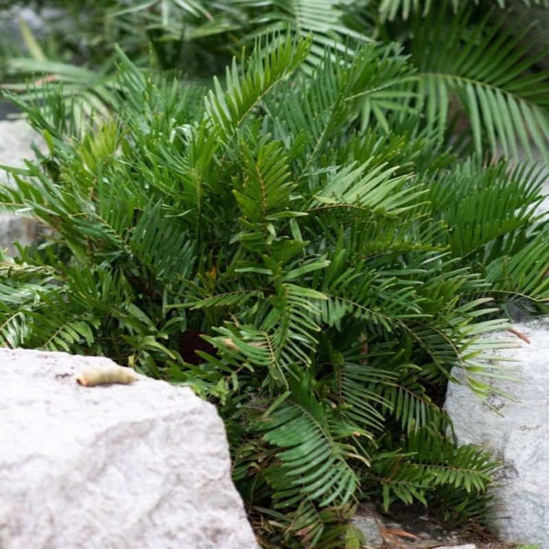 Coontie