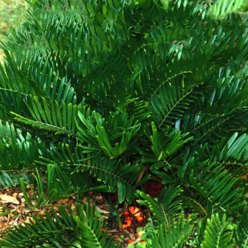 Coontie