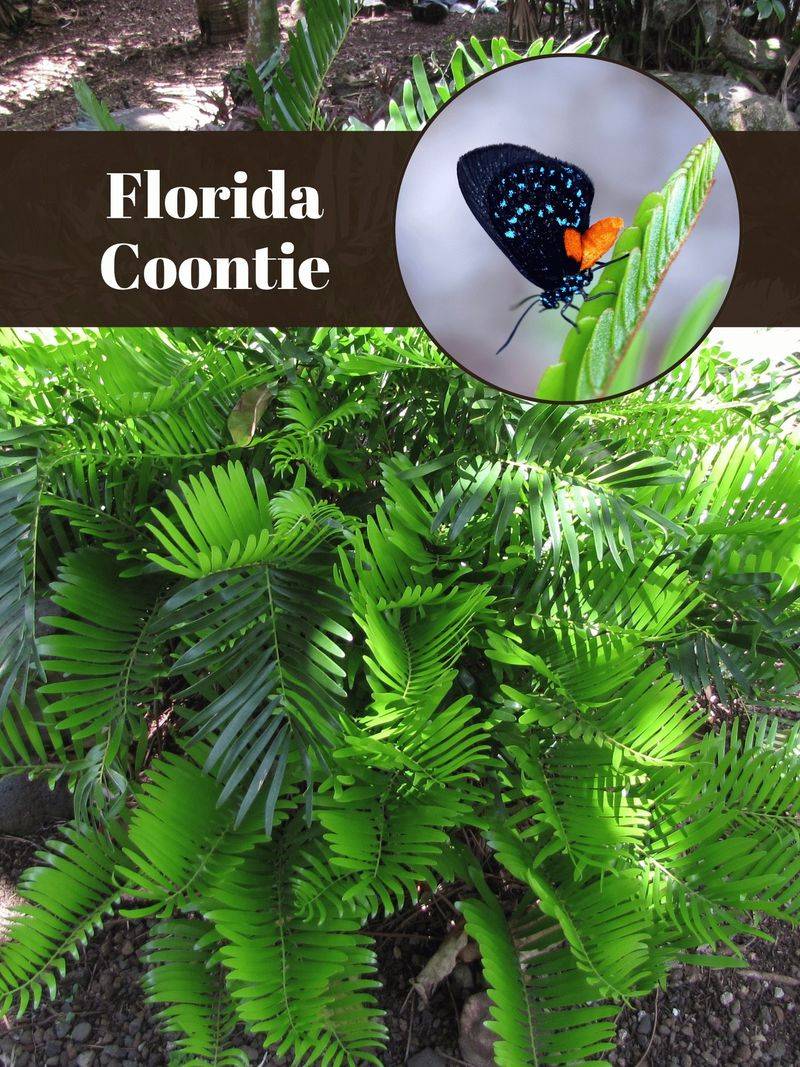 Coontie