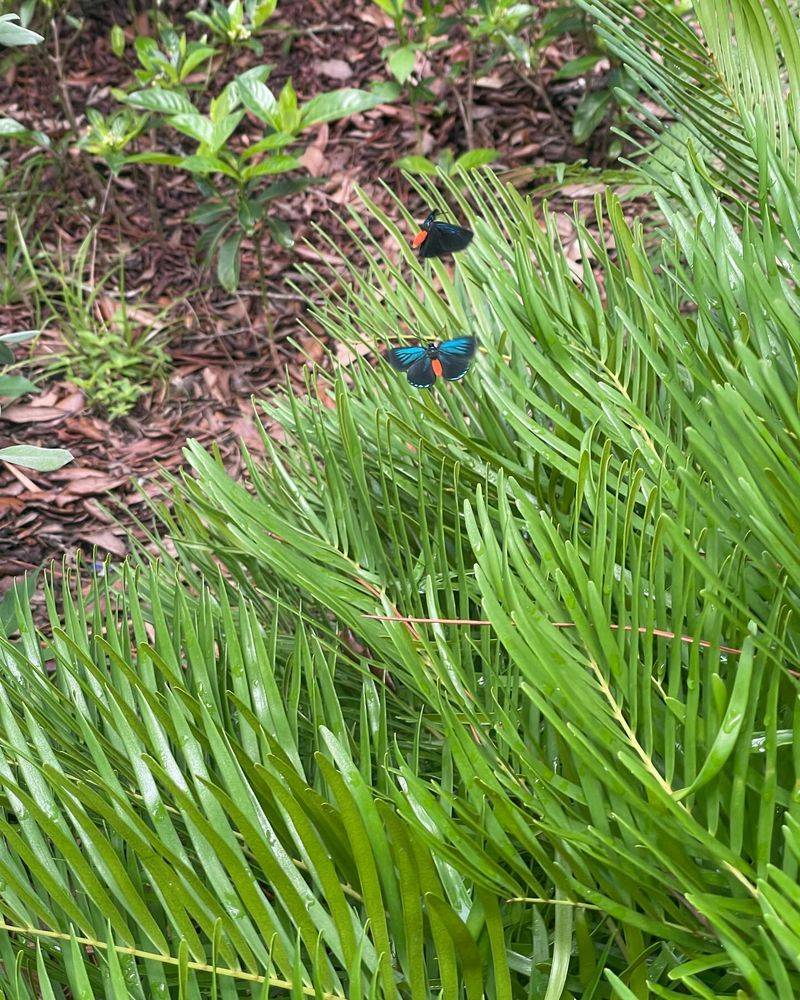 Coontie