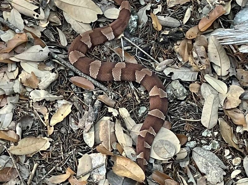Copperhead range and fall behavior vary across Central Texas