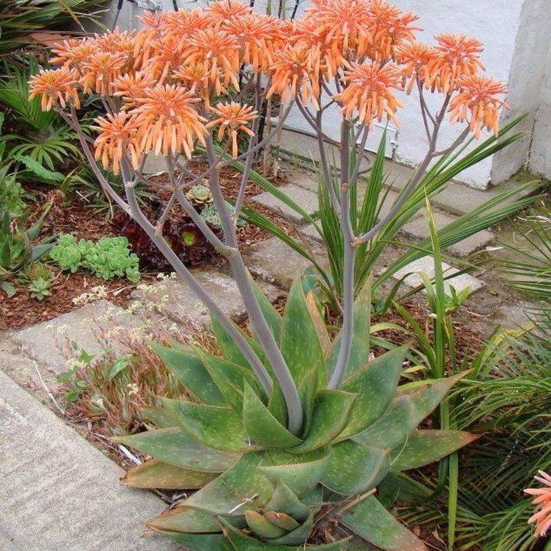 Coral Aloe (Aloe striata)