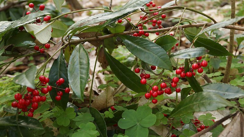 Coral Ardisia