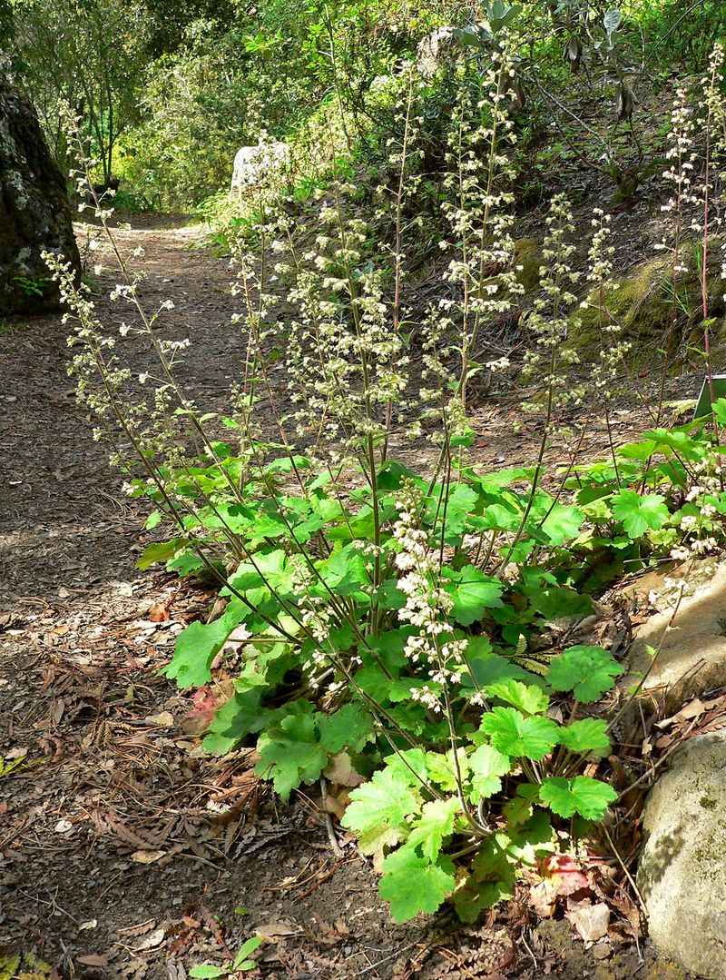 Coral Bells (Heuchera maxima)