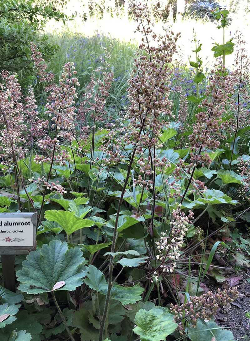 Coral Bells (Heuchera maxima)