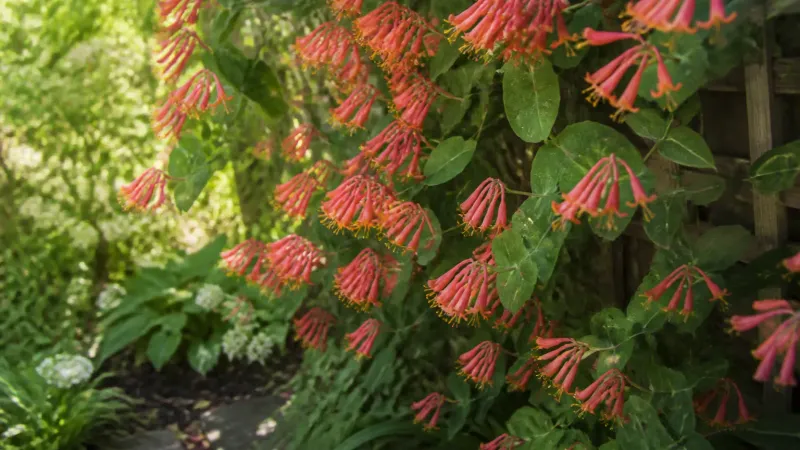 Coral Honeysuckle