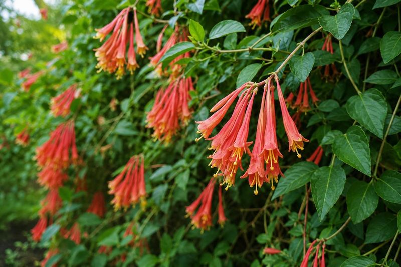 Coral Honeysuckle Coral Honeysuckle
