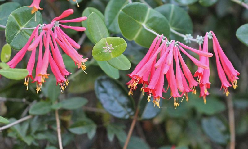 Coral Honeysuckle