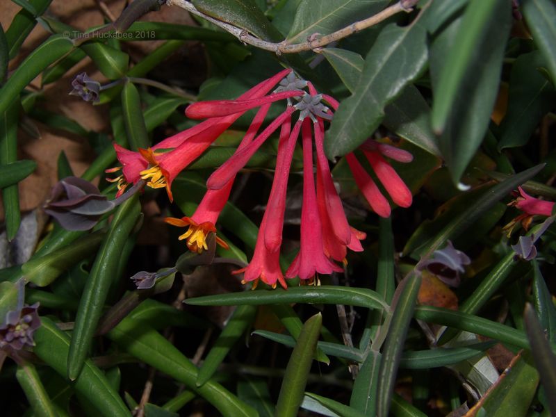 Coral Honeysuckle