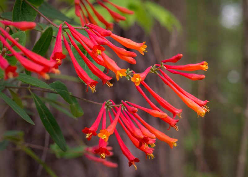 Coral Honeysuckle Offers Native Nectar and Fruit