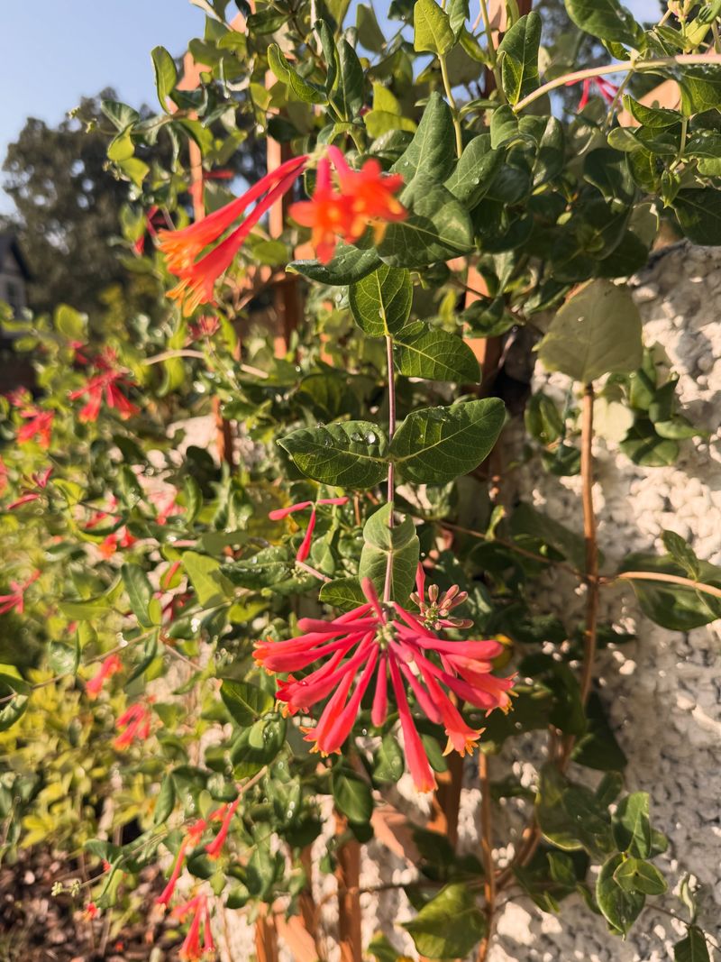 Coral Honeysuckle Coral Honeysuckle