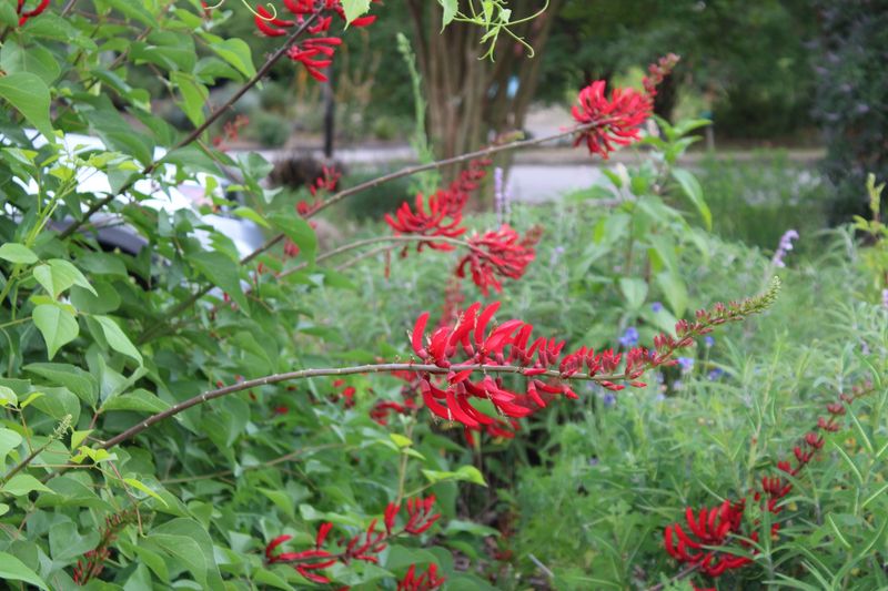 Coralbean