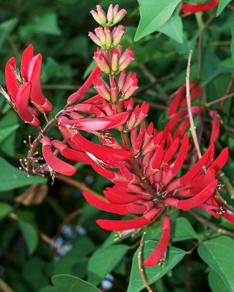 Coralbean