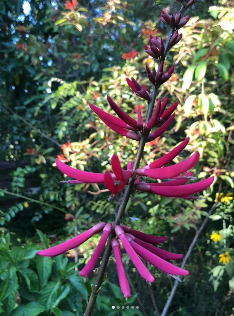 Coralbean Coralbean