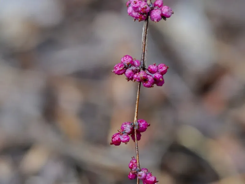 Coralberry (Symphoricarpos orbiculatus)