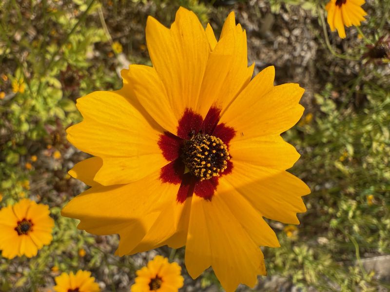 Coreopsis