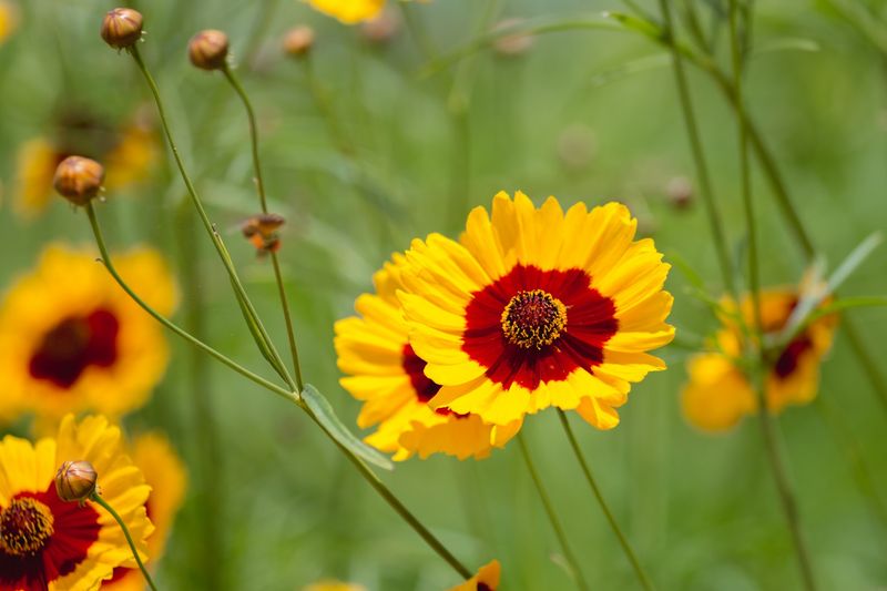 Coreopsis (Tickseed)