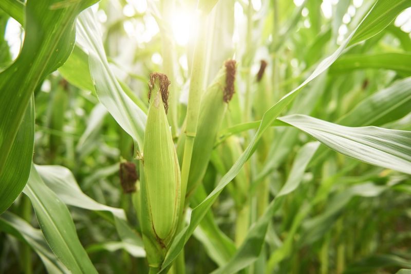 Corn