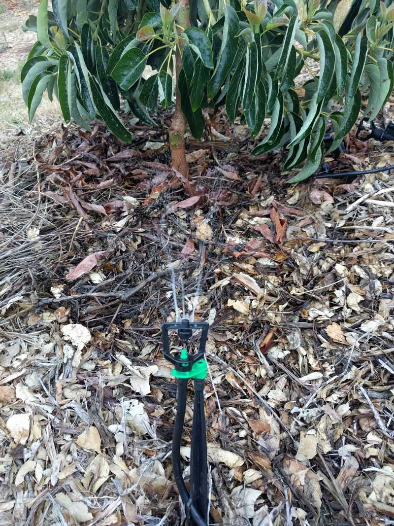 Correct Irrigation Without Creating Root Rot