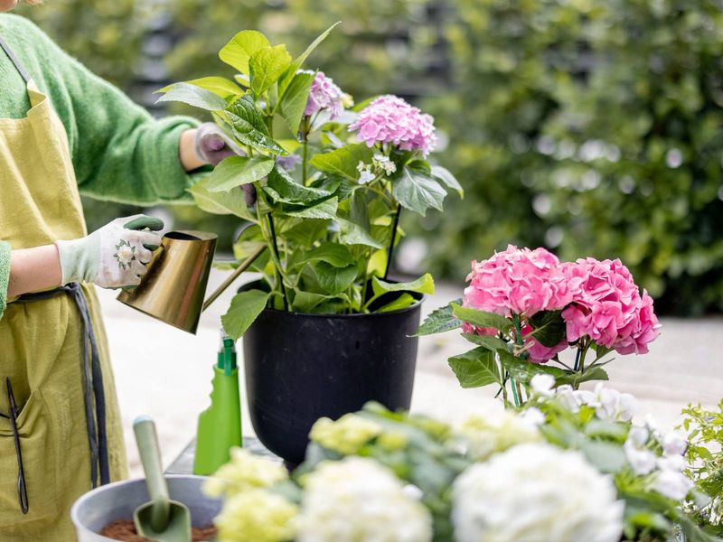 Correct heat, dryness, and overhead watering stress