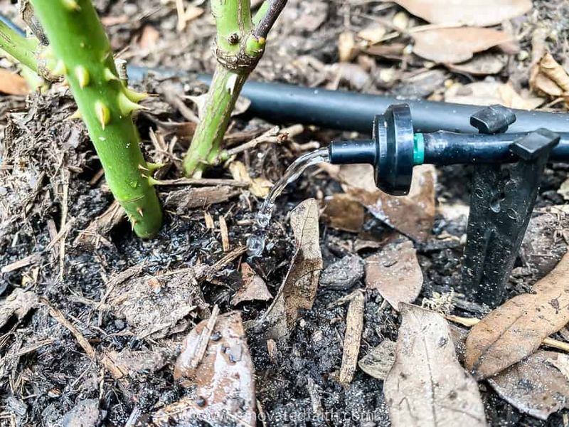 Correct irrigation without creating a root problem
