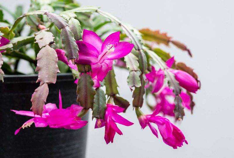 Correct the Growing Conditions in Order