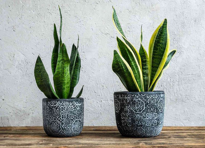 Correct the cause and watch for healthy new growth