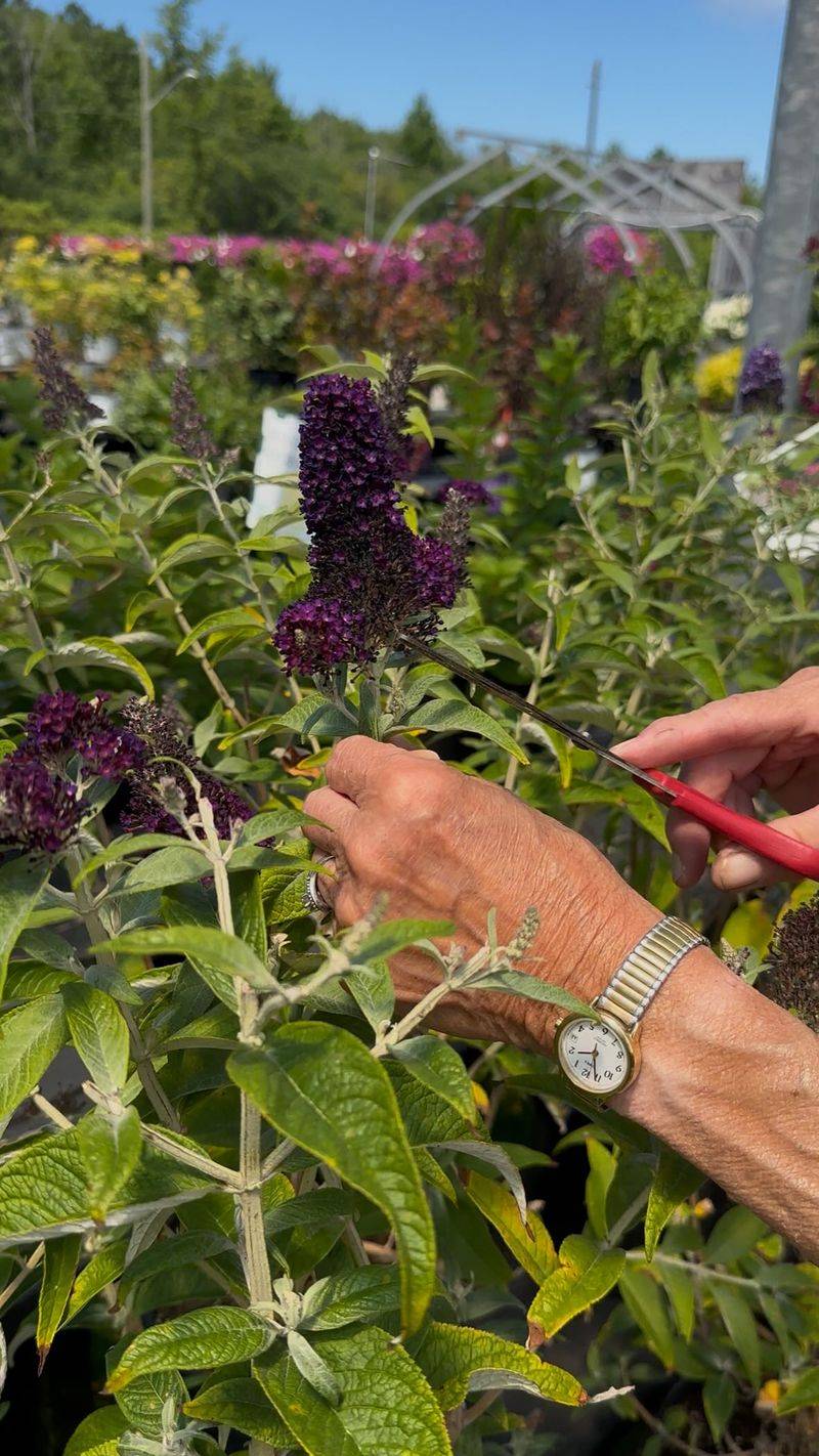 Correct the fall-pruning premise before you reach for the shears Correct the fall-pruning premise before you reach for the shears