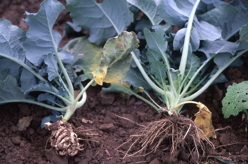 Correct the growing conditions before adding more fertilizer Correct the growing conditions before adding more fertilizer