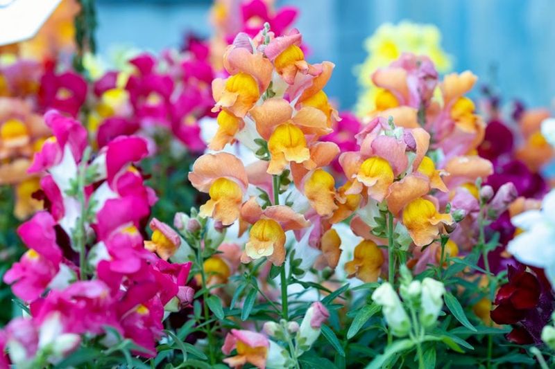 Correct the premise: fall snapdragon pauses have more than one cause