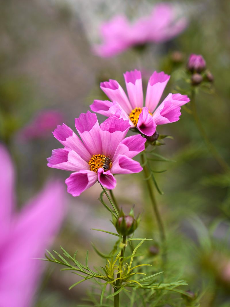 Cosmos