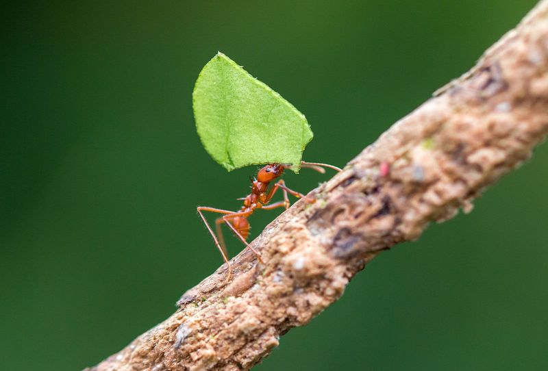 Could Texas leafcutting ants explain the overnight damage?
