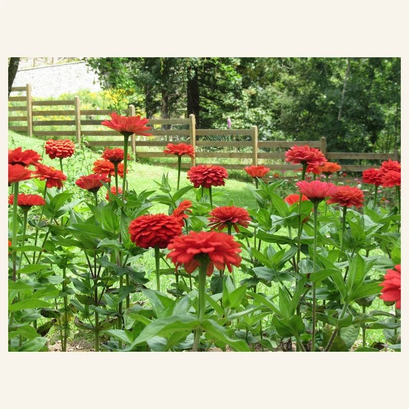 Count backward from the expected bloom date