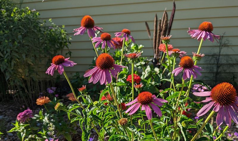 Count the hours of direct sunlight