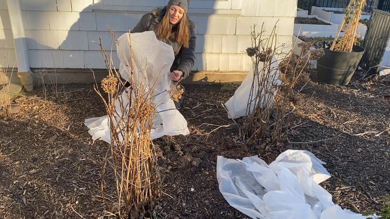 Cover vulnerable bigleaf stems during a freeze threat