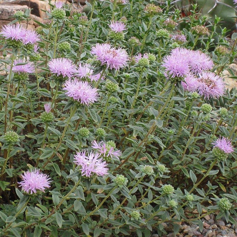 Coyote Mint (Monardella villosa)