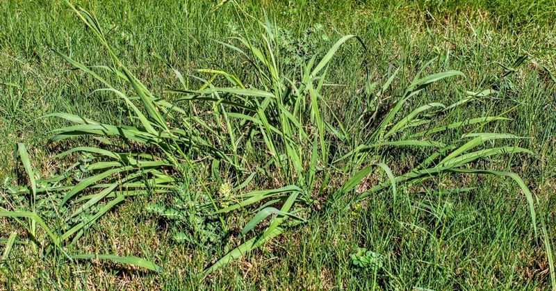 Crabgrass follows a spring-to-fall cycle Crabgrass follows a spring-to-fall cycle