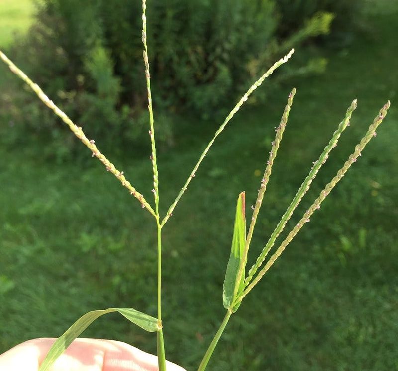 Crabgrass survives the short cut and keeps producing seed
