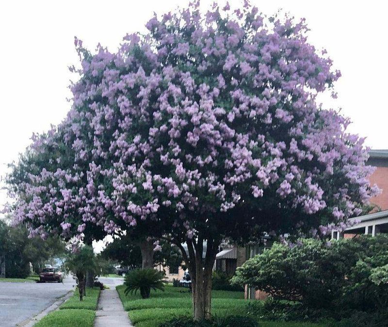 Crape Myrtle